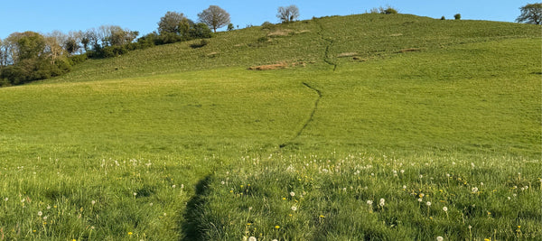 A Midsummer Day of Creativity