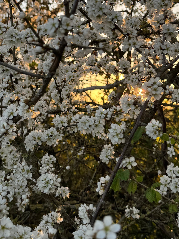 Blackthorn blossom at sunset – spring hedgerows in Somerset
