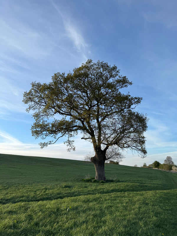 🌿 Oak Before Ash: A Summer Forecast in the Trees