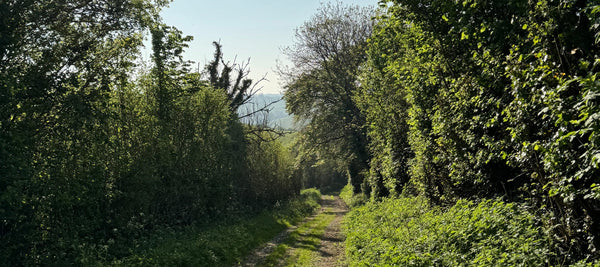 May Day: A Morning Walk Through the Green Lane
