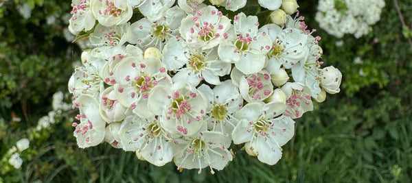The May Tree