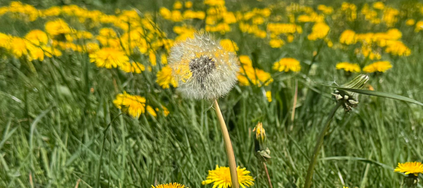 dandelion seed head against a backdrop of bright yellow dandelion flowers